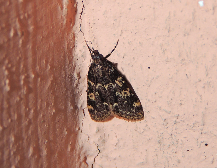 Aglossa caprealis Pyralidae